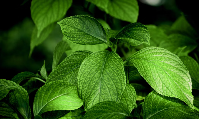 Herbs That May Support Healthy Circulation: What You Should Know